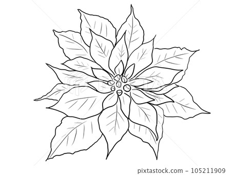 用簡單的線條繪製的一品紅花 105211909