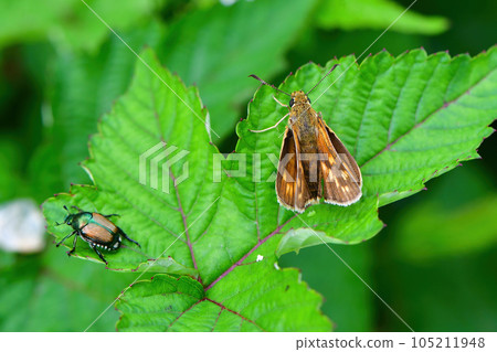 可愛的橙色蝴蝶 Kokimadarasesseri 為夏季的高地增添色彩 105211948