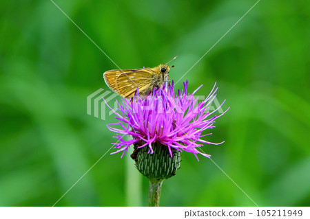 A cute orange butterfly, Kokimadarasesseri, that colors the highlands in summer 105211949