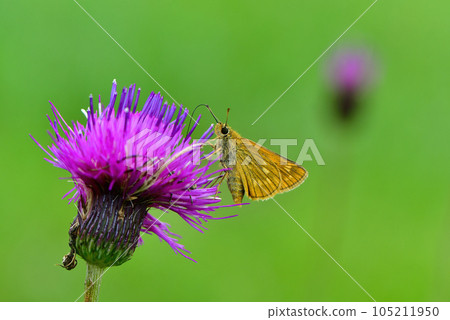 A cute orange butterfly, Kokimadarasesseri, that colors the highlands in summer 105211950