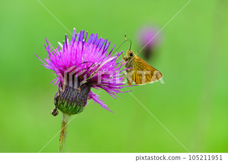A cute orange butterfly, Kokimadarasesseri, that colors the highlands in summer A cute orange butterfly, Kokimadarasesseri, that colors the highlands in summer 105211951