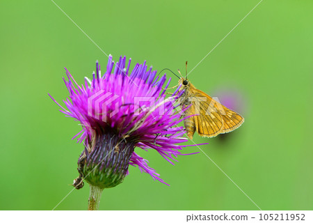 可愛的橙色蝴蝶 Kokimadarasesseri 為夏季的高地增添色彩 可愛的橙色蝴蝶 Kokimadarasesseri 為夏季的高地增添色彩 105211952