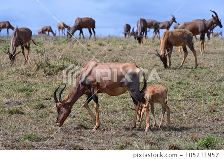 Herd of Bubal antelopes grazing Herd of Bubal antelopes grazing 105211957
