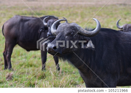 Wild African buffalo in its natural environment 105211966