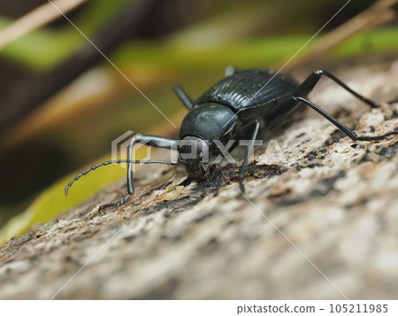 Sunflower gnawing on the surface of a decaying fallen tree Sunflower gnawing on the surface of a decaying fallen tree 105211985
