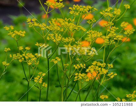 七種秋季草藥 夾竹桃科的黃色花朵 105211988