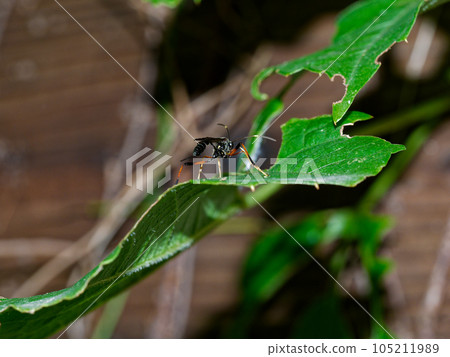 寄生蜂棲息在常春藤葉上 ♀ 寄生蜂棲息在常春藤葉上 ♀ 105211989