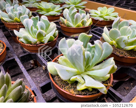 Echeveria on January 6 Echeveria on January 6 105212670