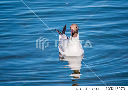 The common tern, Sterna hirundo, swims on a pond. 105212673