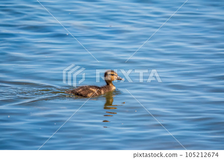 Cute little duckling swimming alone in a lake or river with calm water 105212674