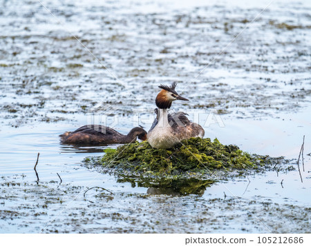 Great Crested Grebe, Podiceps cristatus, water bird sitting on the nest, and one of its cute babies sitting on its back. Nesting time on the green lake 105212686