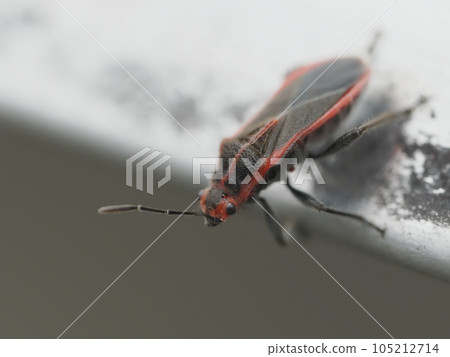 帶紅色邊框的黑色臭蟲 105212714