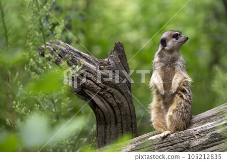 Suricata on a tree Suricata on a tree 105212835