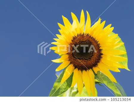 向日葵 向日葵 105213034