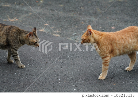 A cat suddenly chasing after you when you think it's roaming around A cat suddenly chasing after you when you think it's roaming around 105213133