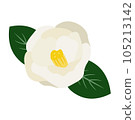 Illustration of a single white camellia and leaves 105213142