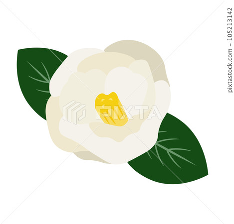 一朵白色山茶花和葉子的插圖 105213142