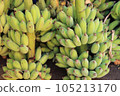 Bunch of cultivated bananas sale at local market in Thailand. 105213170