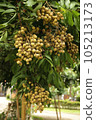 Bunch of Longan fruit on tree. 105213173