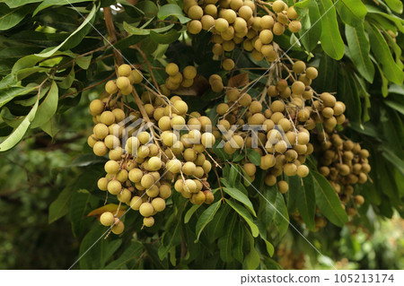 Bunch of Longan fruit on tree. 105213174