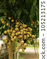 Bunch of Longan fruit on tree. 105213175