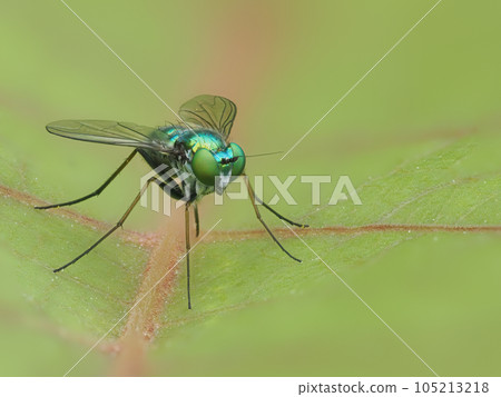 green eyed paper fly green eyed paper fly 105213218
