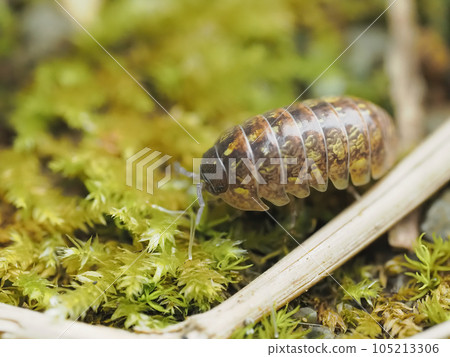 藥丸蟲在花園的苔蘚上行走 105213306