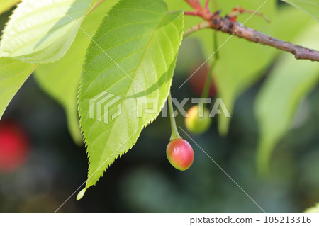 河津櫻葉和櫻桃 河津櫻葉和櫻桃 105213316