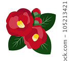 Illustration of red camellia flowers, buds and leaves 105213421