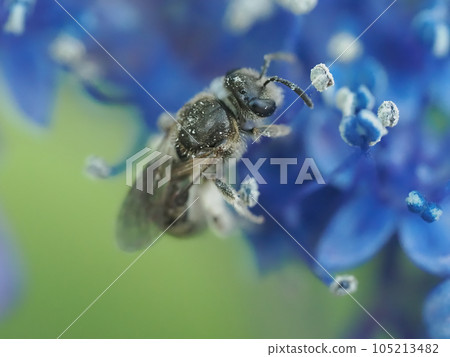 一隻小黑蜂（可能）在繡球花上採集花粉 105213482