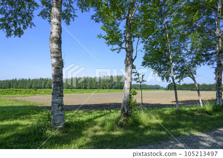 A row of birch trees in Otofuke, Hokkaido 105213497