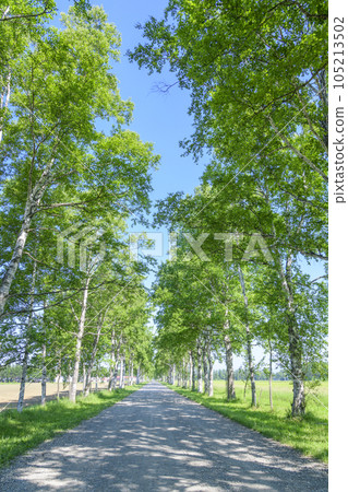 A row of birch trees in Otofuke, Hokkaido A row of birch trees in Otofuke, Hokkaido 105213502