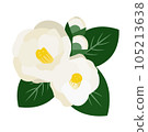 Illustration of white camellia flowers, buds and leaves 105213638