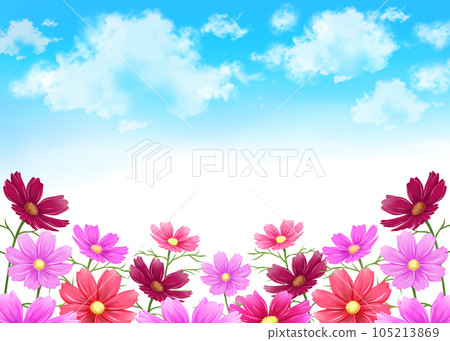 Cosmos field and blue sky background frame 105213869