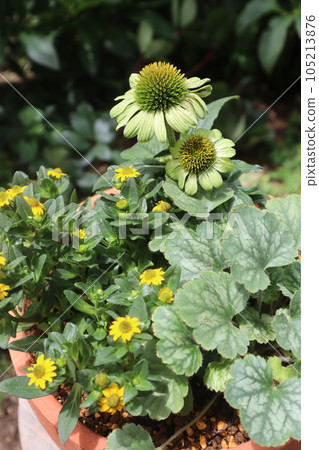 Echinacea flower group planting Echinacea flower group planting 105213876