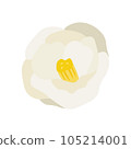 Illustration of a single white camellia 105214001
