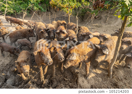 Herd of mangalica pigs Herd of mangalica pigs 105214203