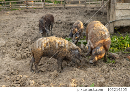 Wool pig Mangalica 105214205