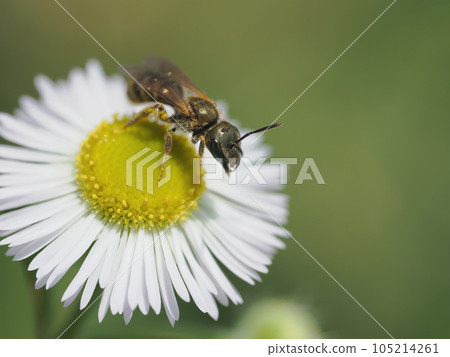 A red bee on a fleabane flower 105214261