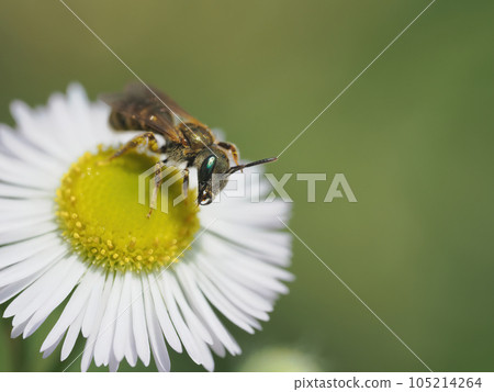 A red bee tending to its antennae on a leopard flower A red bee tending to its antennae on a leopard flower 105214264