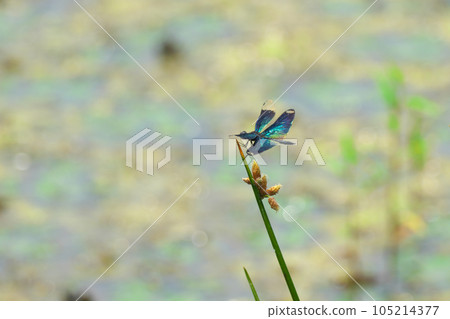 Butterfly dragonfly insect with beautiful metallic wings Butterfly dragonfly insect with beautiful metallic wings 105214377