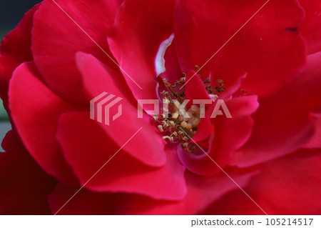 Red rose flower blooming in the summer garden Red rose flower blooming in the summer garden 105214517