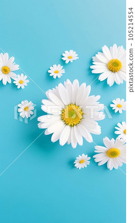 daisy flowers with light blue paper background good for multimedia digital content creation, artistic background daisy flowers with light blue paper background good for multimedia digital content creation, artistic background 105214554
