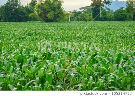 Green corn field at summer, closeup of corn field. Nature background Green corn field at summer, closeup of corn field. Nature background 105214733