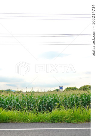 Green corn field at summer, closeup of corn field. Nature background 105214734