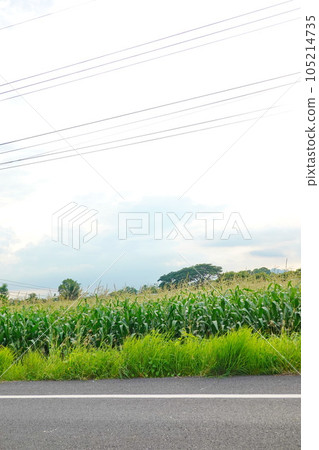 Green corn field at summer, closeup of corn field. Nature background 105214735