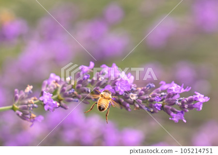 A bee flying with its buttocks towards a lavender flower A bee flying with its buttocks towards a lavender flower 105214751