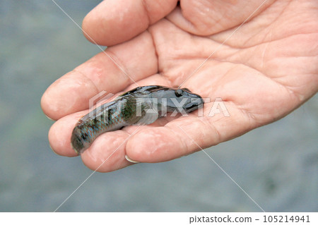 Giant Yoshinobori 105214941