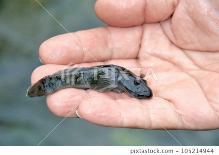 Giant Yoshinobori 105214944