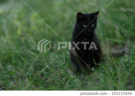 Portrait of young cat walking through a grass Portrait of young cat walking through a grass 105215048